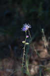 Roughleaf blazing star <BR>Tall blazing star